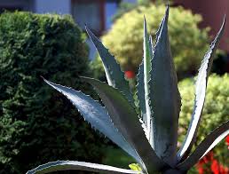 Di sisi lain, lidah buaya ini juga memiliki fungsi lain seperti. Lidah Buaya Tanaman Hias Menusuk Sepatu Berduri Kaktus Taman Semacam Itu Berkebun Flora Musim Panas Tanaman Keras Pikist