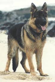 German Shepherd German Sheperd Dogs German Shepherd Puppies German Shepherd