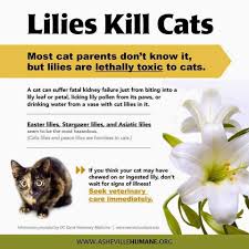 Lilies, tulips and azaleas may look pretty, but they can be deadly to cats and dogs if they ingest or come into contact with them. Facebook