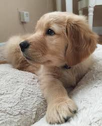 We enjoy sharing our everyday lives with our goldens and it is our life goal and passion to continue and improve this breed we adore. Golden Retriever For Sale Bay Area Golden Ratriever Puppies Facebook
