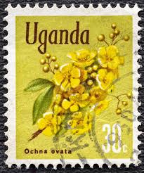 Image result for Ochna ovata
