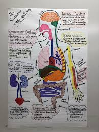 Human Body Systems Anchor Chart For 7th Grade Science Human Body Systems Science Teacher Gifts Human Body Projects