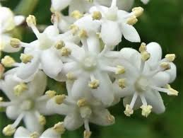 Maybe you would like to learn more about one of these? Elder Tree Sambucus Nigra