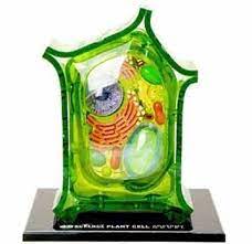 Check spelling or type a new query. Learning Education Famemaster 4d Science Animal Cell Anatomy Model 26700 Toys Games