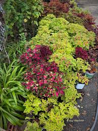 Image result for Coleus buchananii