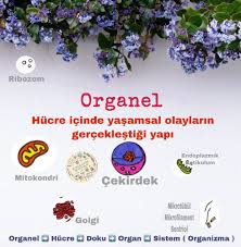 Tugba Aydin Adli Kullanicinin Biyolojiknotlar Panosundaki Pin Instagram Dokular