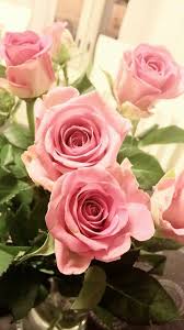 Image Via We Heart It Beautiful Flowers Gift Girl Love Pink Rose Roses Valentine Flowers Flower Quotes Rose