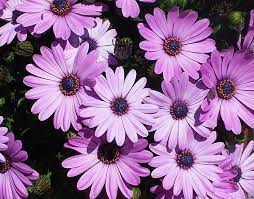 I fiori sono rosa, viola, blu, verde e lavanda, turchese, grigio, giallo e viola rossastro. Margherita Africana Osteospermum Dimorphoteca Pluvialis Dimorphotheca Pluvialis Perenni Margherita Africana Osteospermum Dimorphotheca Pluvialis Perenni