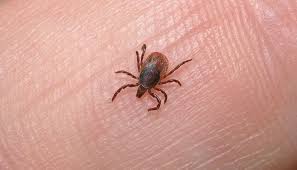 الشخص أعداداً كبيرة من القمل تخرج من رأسه، كان هذا الحلم بشارة له . ØªØ¹Ø±Ù Ø¹Ù„Ù‰ ØªÙØ³ÙŠØ± Ø­Ù„Ù… Ø§Ù„Ù‚Ù…Ù„ ÙÙŠ Ø§Ù„Ù…Ù†Ø§Ù… Ù„Ø§Ø¨Ù† Ø³ÙŠØ±ÙŠÙ† Ù…ÙˆÙ‚Ø¹ Ù…ØµØ±ÙŠ