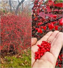 Image result for Barberry