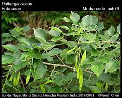 Image result for Dalbergia