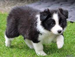 Latest Cost Free Border Collies Filhote Ideas Cute Little Animals Collie Puppies Cute Puppies