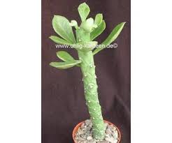 Image result for Monadenium lugardiae