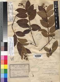 Image result for Ancylobothrys scandens