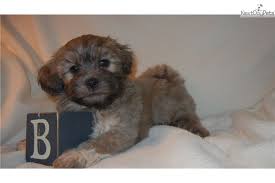 Shichon teddy bear puppies for sale mn. Adorable Lil Shichon Shichon Puppies Shorkie Puppies Teddy Bear Puppies