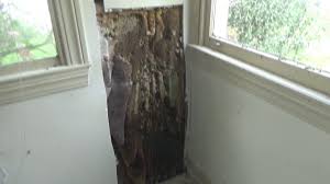 A observation hive is a bee hive with a glass window or sides for viewing honey bees without disturbing them. Honey Bees In The Wall Youtube