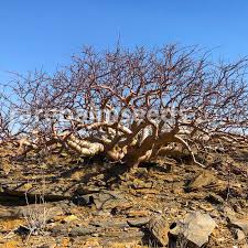 Image result for Commiphora