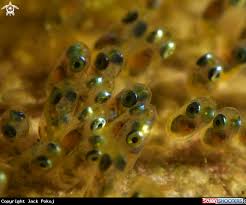 Clownfish Eggs In Dauin Philippines Clown Fish Eggs Red Peppercorn