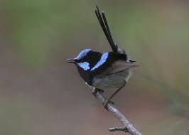 Small Brown Bird With No Tail Feathers Beautiful Little Blue Fairy Wren I Want Him To Sit On My Finger Hehe Soooo Cute Pet Birds Pretty Birds Australian Birds