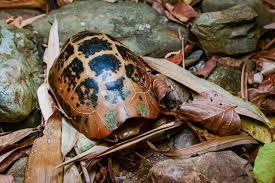 Image result for Trisetopsis elongata