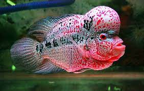 Ikan louhan adalah ikan hasil persilangan yang dilakukan manusia jadi ikan ini tidak ditemukan di alam liar walaupun begitu ikan ini memiliki habitat yang kurang lebih mirip dengan induknya yaitu ikan chicilid dan parrot chicilid. Panduan Cara Budidaya Ikan Louhan Bagi Pemula Faunadanflora Com