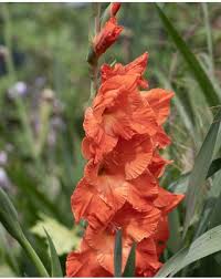 Image result for Gladiolus rubellus