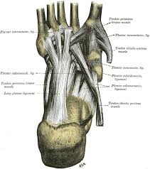 You can see the tendon emerging here and it actually lies underneath this. Foot Anatomy Bones Ligaments Muscles Tendons Arches And Skin