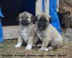 Satilik Kangal Yavrulari 2 Ayilik Kangal Kopegi Kopek Hayvanlar