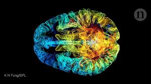 Copyright 2009 by lucille sorella. Neurosexism The Myth That Men And Women Have Different Brains