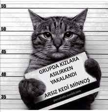 Pis Kedi Goruntuler Ile Komik Hayvan Fotograflari Kedi Esprileri Komik Kedi Resimleri