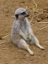 I Took This Meerkat Photo At The San Francisco Zoo Animals Amazing San Francisco Zoo Cute Animal Photos