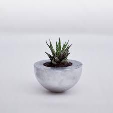 Desde luego que, si haces macetas de cemento, ahorrarás mucho en otro tipo de tiestos. Macetas De Cemento Para Cactus 100 Artesanales Decoracion Macetas De Cemento Macetas Como Hacer Macetas