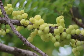 Image result for Phyllanthus acidus