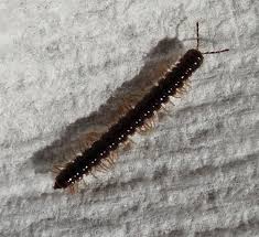 Image result for Oxyrhachis gracillima