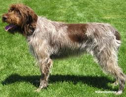 I got to groom this absolute cutie! Wirehaired Pointing Griffon