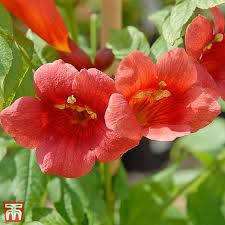 Campsis radicans is a deciduous climber growing to 12 m (39ft 4in) at a fast rate. Campsis Radicans Stromboli Plants Thompson Morgan