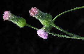 Image result for Emilia juncea