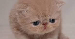 The Cutest Animals In The World The Fluffy Cat Cok Sirin Hayvanlar Cute Kittens Hayvan Bebekler