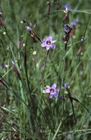 Image result for Sisyrinchium micranthum