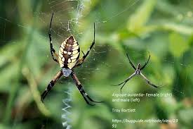 As gardeners harvest the last of their produce, many are noticing the black and yellow garden spider (argiope aurantia) living among the vegetation. Black And Yellow Argiope