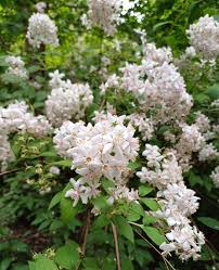 Image result for Deutzia x hybrida ′Mont Rose