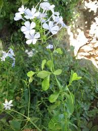 Image result for Plumbaginaceae