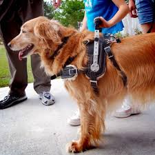 Mobility Support Harness For Brace And Balance Stability Assistance Bold Lead Designs Service Dogs Gear Service Dog Training Golden Retriever Service Dog