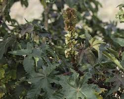 Image result for Ricinus
