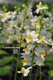 Image result for Buchnera pulcherrima