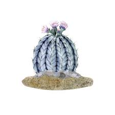 Image result for Disperis kilimanjarica