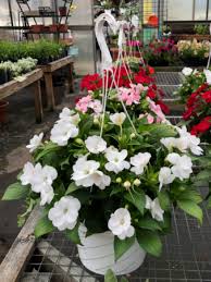 Maybe you would like to learn more about one of these? Sun Patient Hanging Basket Teacher Administrator Appreciation In Lewiston Me Blais Flowers Garden Center