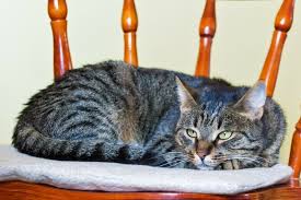 The stripes some cats have on their foreheads are believed to mark the touch of muhammad's fingers. Tabby Cat Facts