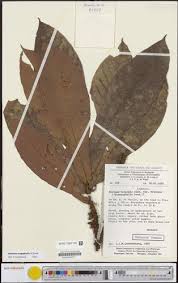 Image result for Mostuea brunonis