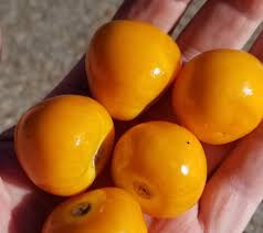 Image result for Physalis peruviana
